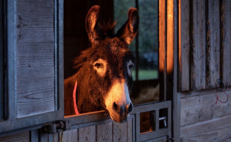 Virtual Christmas Carol Service at The Donkey Sanctuary    