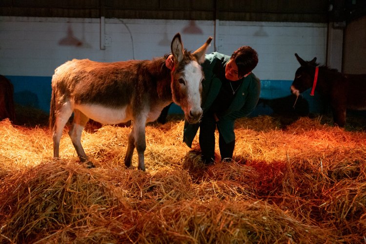 Virtual Christmas Carol Service at The Donkey Sanctuary    