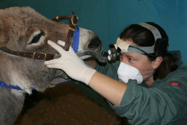 Free online learning platform aims to improve donkey welfare worldwide