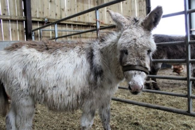 Underweight County Durham donkey finds her sanctuary.