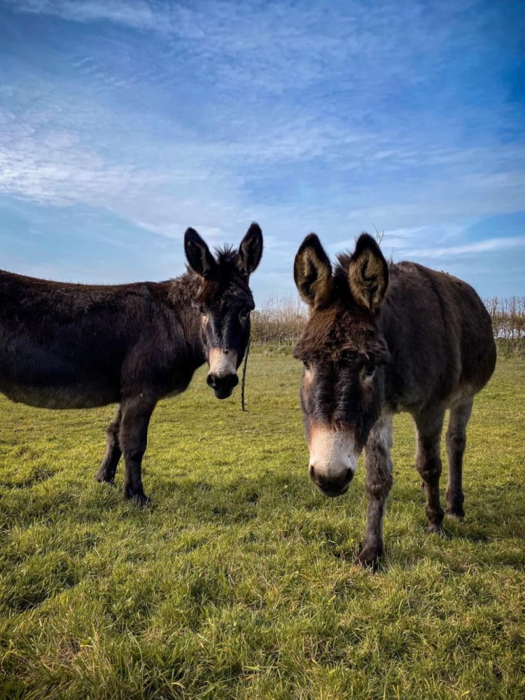 Time of the essence to rescue donkeys Guto and Sioni