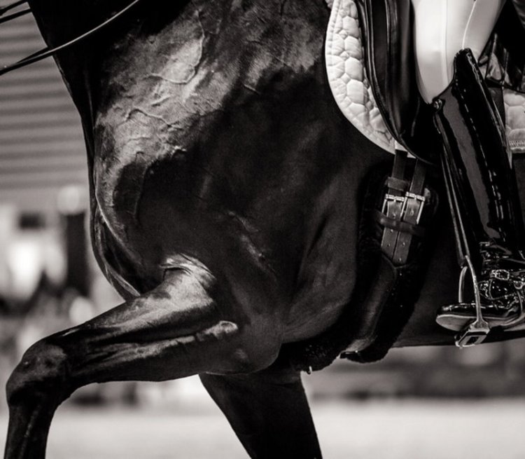 ECCO FEI World Championships 2022 Herning (DEN) Dressage - British take early second-day lead, but team title still hangs in the balance