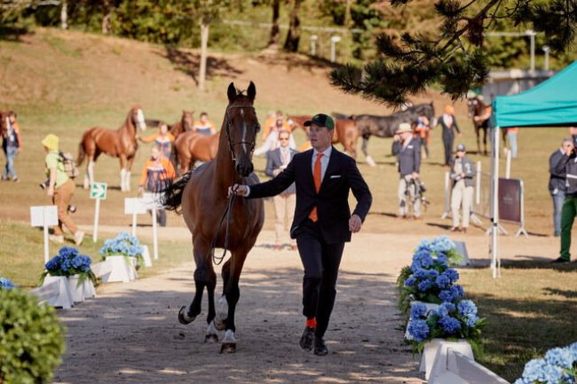 FEI World Championships 2022 Pratoni del Vivaro (ITA) Driving