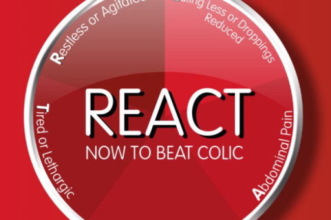 Colic Awareness Week Returns for 2022