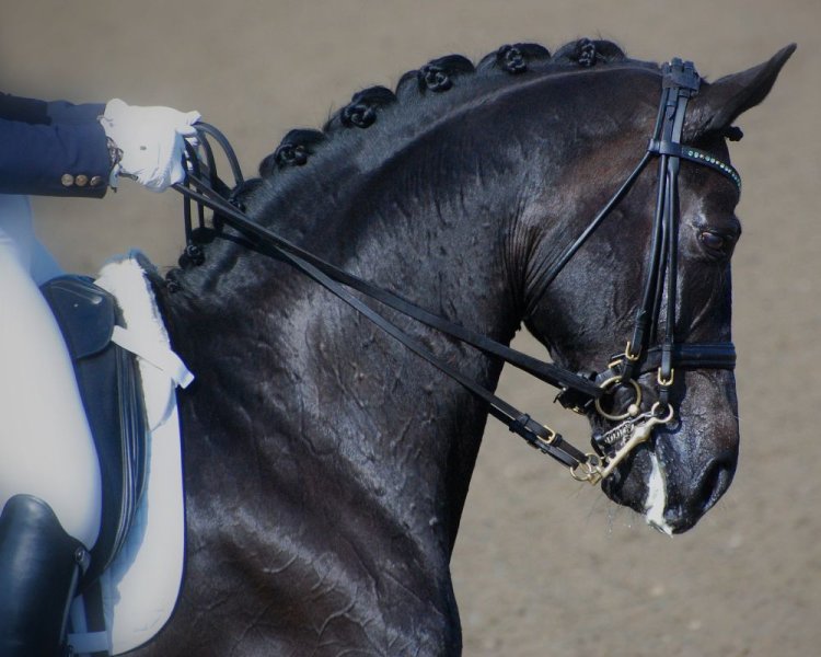 The Double Bridle: An Instrument of Understanding...
