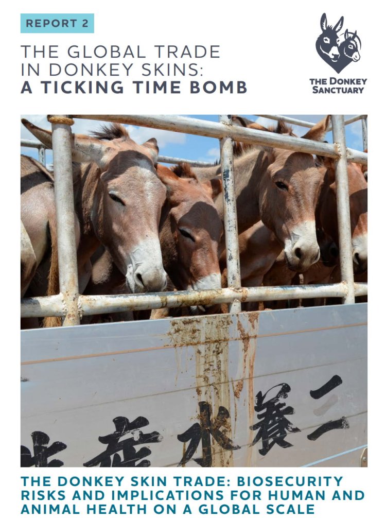 Donkey Skin Trade Poses Serious Risk to International Biosecurity – evidenced by new report