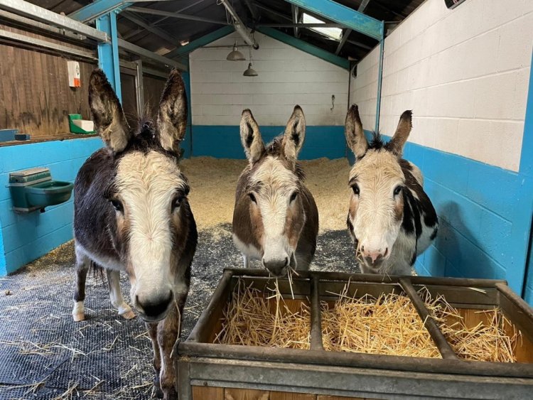 Rescued donkeys supporting Manchester community