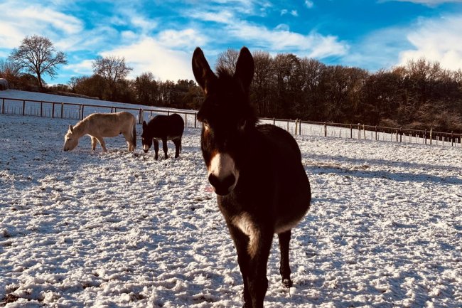 Brays of Christmas for donkeys in new home