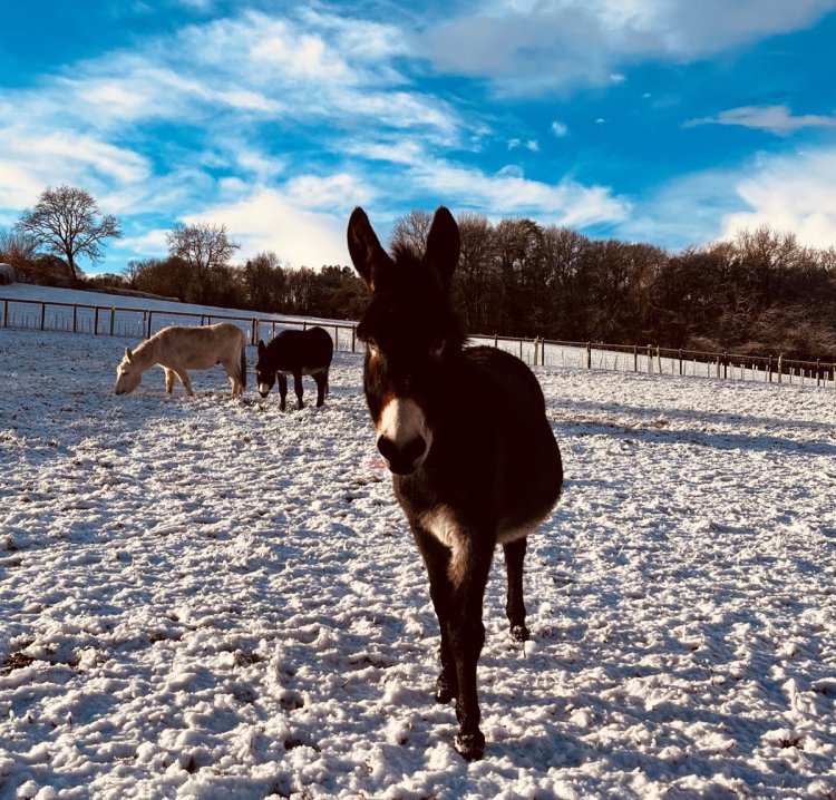 Brays of Christmas for donkeys in new home