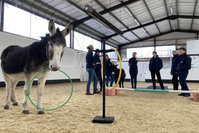 Animal welfare officers unwind with donkeys