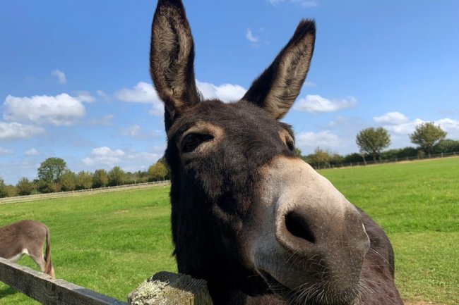 BAFTA-winning Banshees highlights donkeys’ true qualities