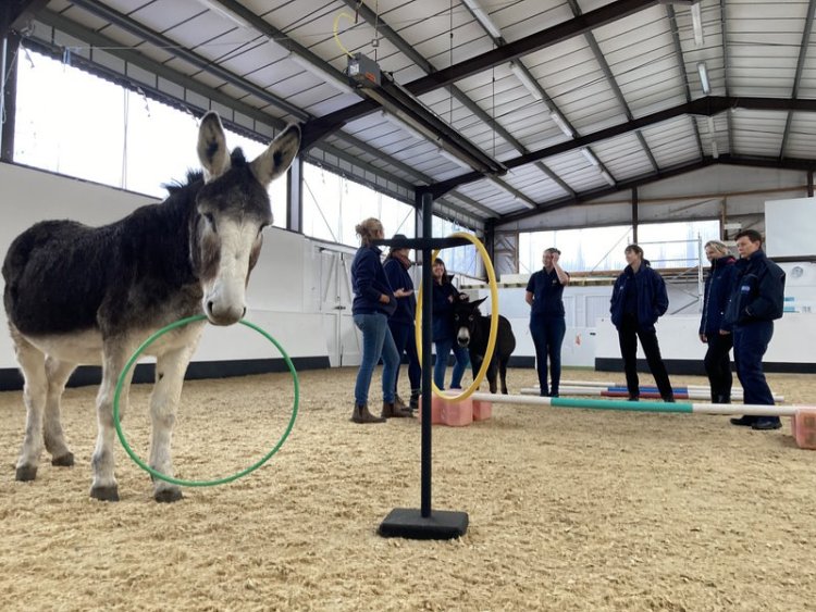 Animal welfare officers unwind with donkeys
