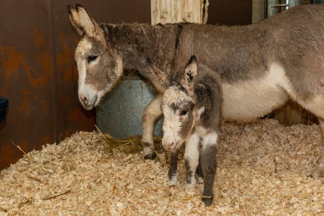 Foal born to rescued donkey at Devon sanctuary