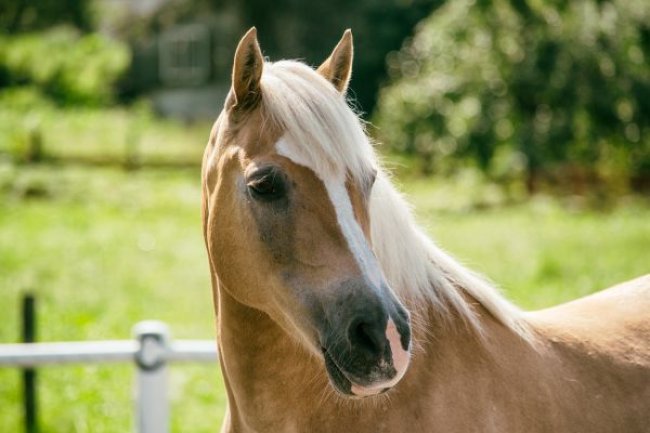 Horses need sun protection too… The British Horse Society is urging horse owners to be extra vigilant during hot weather