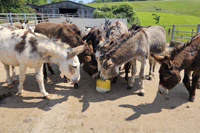Keeping cool at The Donkey Sanctuary