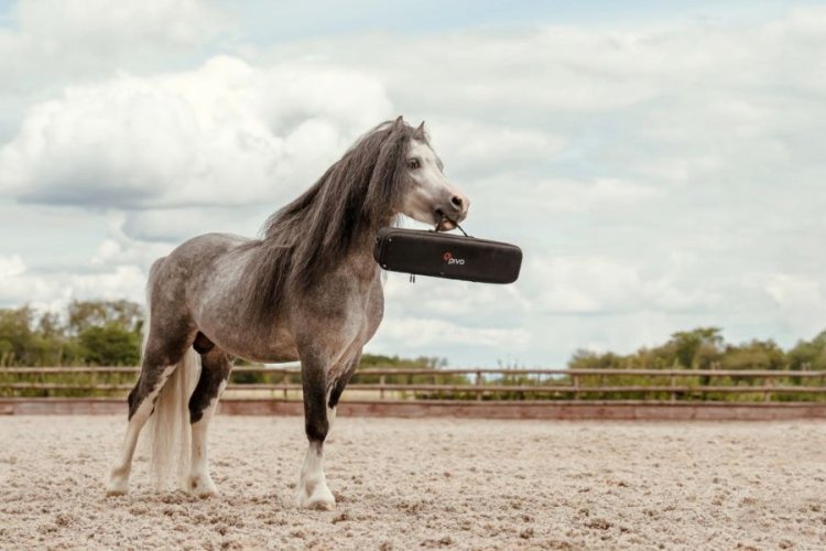 When Tradition meets Technology: Pivo joins FEI as Official Training Technology Partner