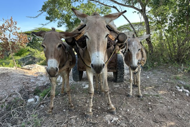 End in sight for brutal donkey skin trade on both sides of the Atlantic