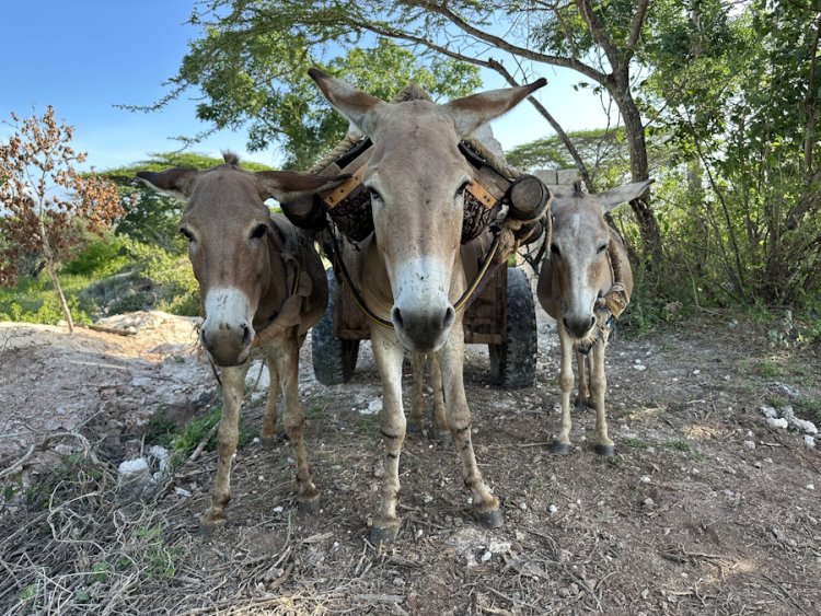 End in sight for brutal donkey skin trade on both sides of the Atlantic