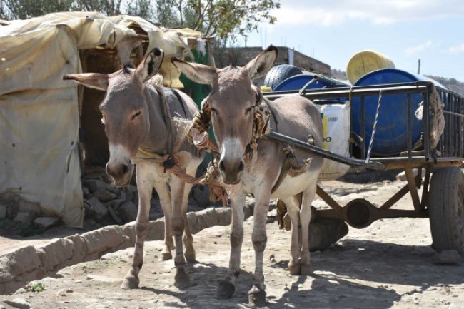 AFRICAN UNION LEADERS AGREE TO BAN ON DONKEY SLAUGHTER