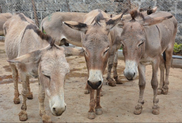 Six million donkeys killed every year for traditional Chinese remedy