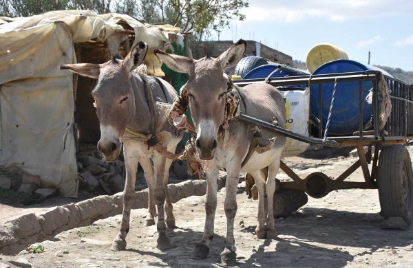AFRICAN UNION LEADERS AGREE TO BAN ON DONKEY SLAUGHTER