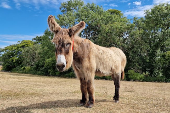 Dartanyan – goodbye to the Sanctuary’s gentle giant