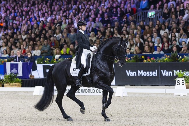 The KWPN stallion show review: Super sires or super duds?