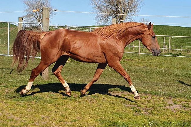 Baloubet de Braembeier Z: Euro Sport NZ’s new WOW factor!