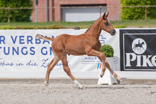 Holsteiner foal auction during 94th Hamburg Derby