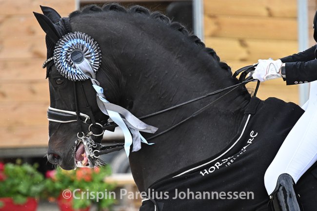 Machinations About Mouth Pain in Dressage Horses