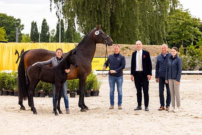 YoungSTARS Verden Auction  Onlive under the open sky