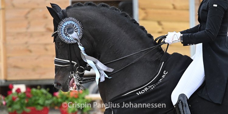 Machinations About Mouth Pain in Dressage Horses