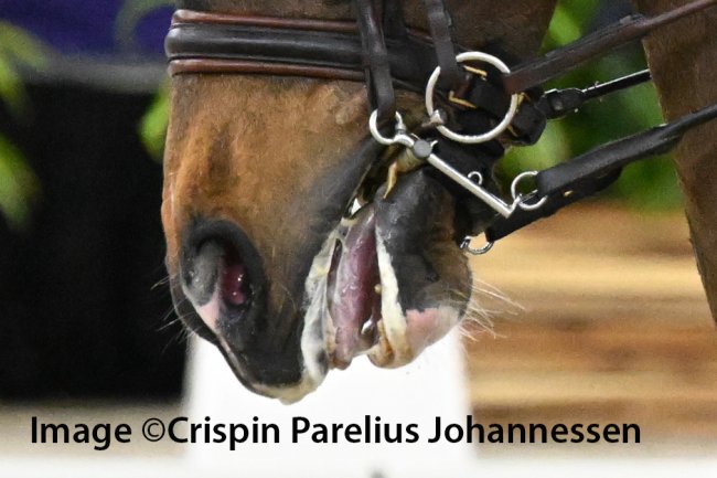 Foam, Fear, and False Signals: Why the FEI’s New Ban on Artificial Saliva Matters