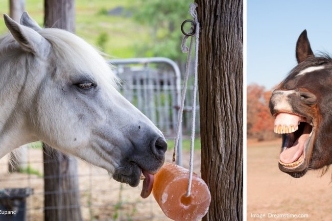 Think Blue Tongues may be Harmless in Elite Sport Horses? Think Again.