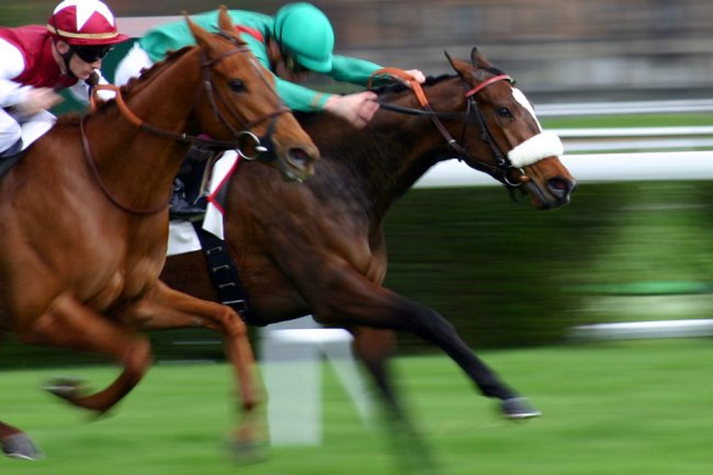 The Price of the Podium: How Commercial Incentives Shape Horse Welfare in Elite Sport