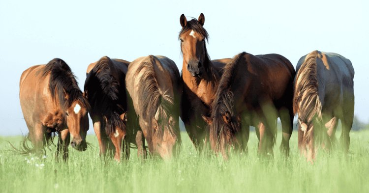 From Telos to Teleonome: A New Way to Understand Horse Welfare