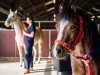 Advance your passion: MSc Equine Science at the University of Edinburgh