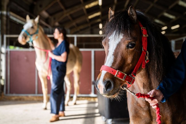 Advance your passion: MSc Equine Science at the University of Edinburgh