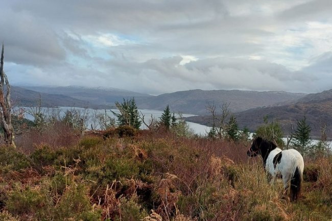 Equine Voice: The world’s first horse behaviour and welfare app grounded entirely in peer-reviewed ethological science